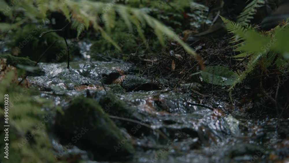 Greenery and flowing clear stream in beautiful forest. Tourist comes to gather water from creek into bottle. Traveler during trek or expedition in mountains. Outdoor activity. Slow motion. Close up. Greenery and flowing clear stream in beautiful forest. Tourist comes to gather water from creek into bottle. Traveler during trek or expedition in mountains. Outdoor activity. Slow motion. Close up.