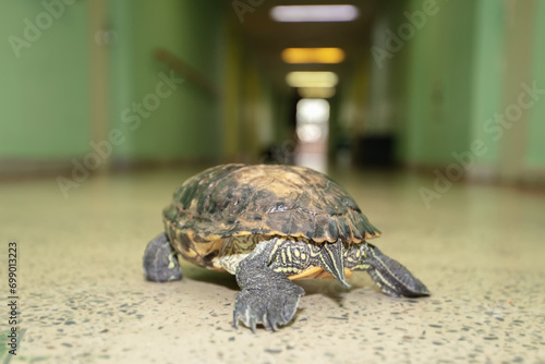 A curious old turtle walks away down the corridor.