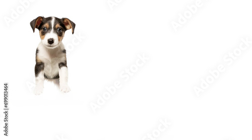 A small beautiful dog puppy plays happily in a jump, white background isolate.