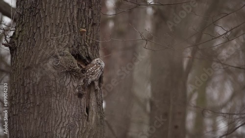 Tawny owl is sitting on its nest. Brown owl in winter forest. Calm strix aluco is looking around in the wood. photo