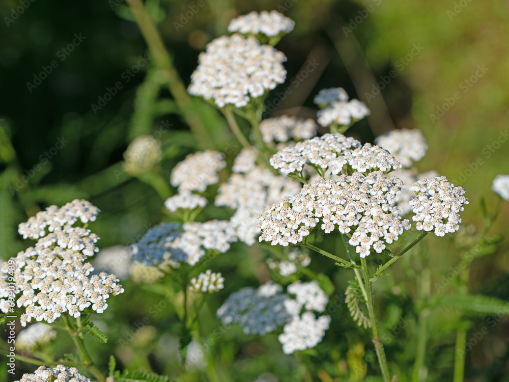 Blühende Schafgarbe, Achillea, in einer Nahaufnahme Blühende Schafgarbe, Achillea, in einer Nahaufnahme