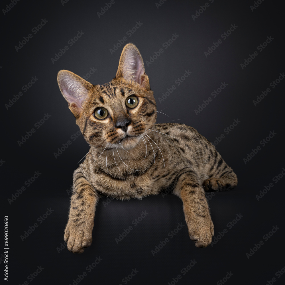Gorgeous Savannah cat, laying facing front on edge. Looking  straight towards camera, isolated on black background.