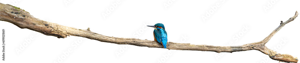 Fototapeta premium Eisvogel