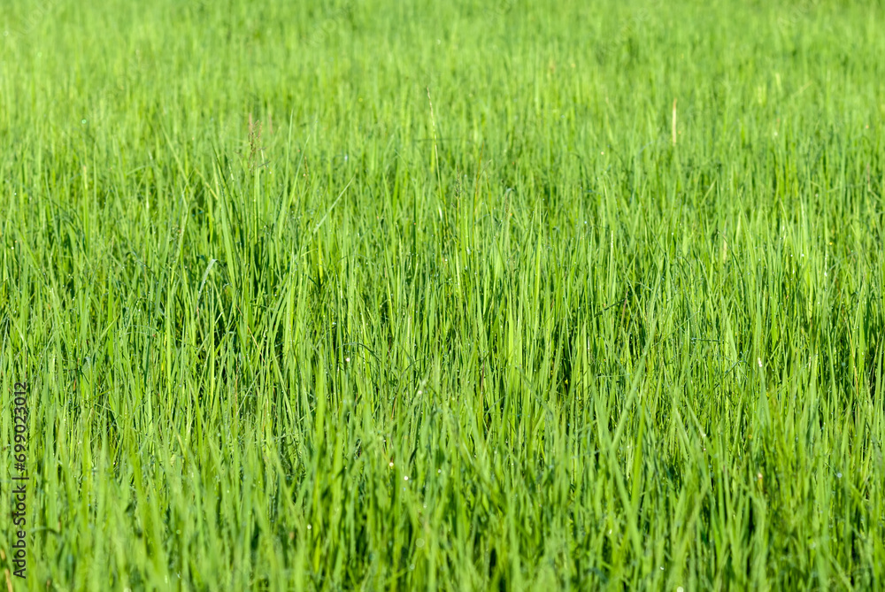 The perfect green background of fresh grass The perfect green background of fresh grass