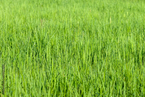The perfect green background of fresh grass
