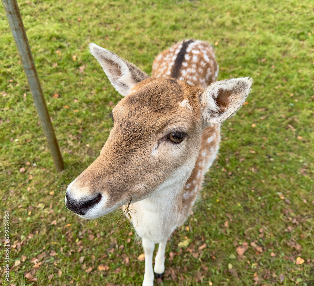 Close up of Fallow Deer looking at the camera 