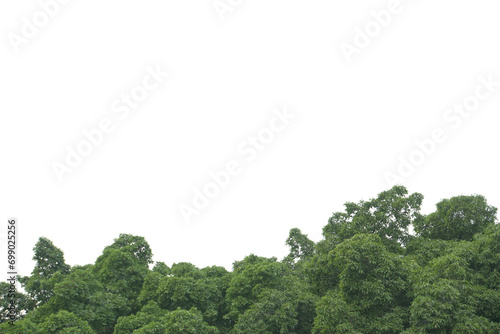 Lush green leaves in the outdoor garden There is free space for working.