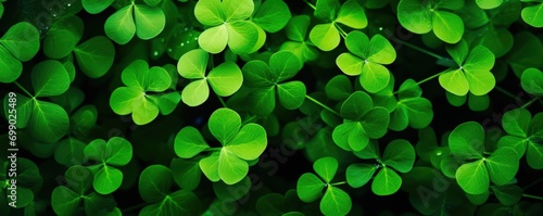 Background with green clover leaves. Shamrock plant in fresh green juicy colors