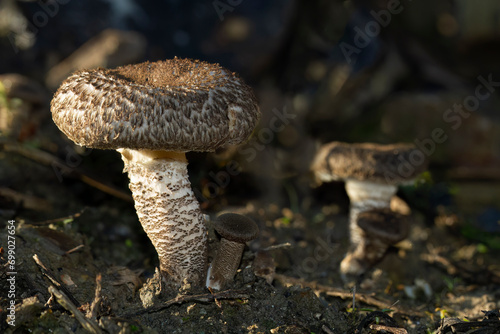 Lentinus tigrinus,  morgan panus tigrinus mushroom in the woods photo