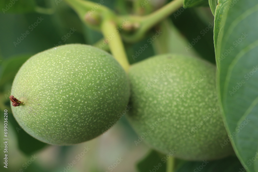 Green walnuts ripen in summer on a tree among green leaves