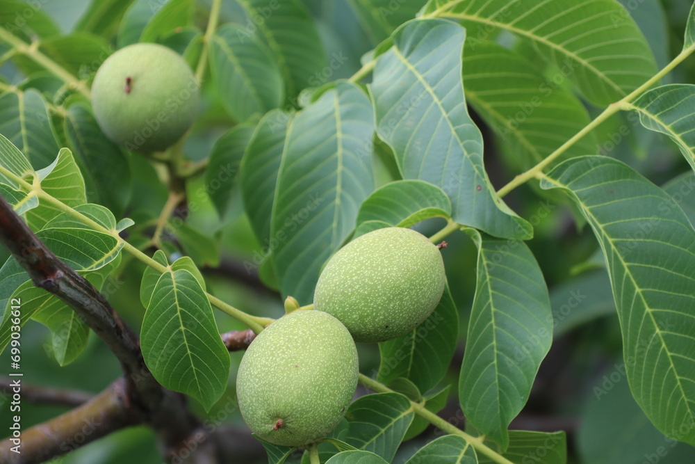Green walnuts ripen in summer on a tree among green leaves Green walnuts ripen in summer on a tree among green leaves