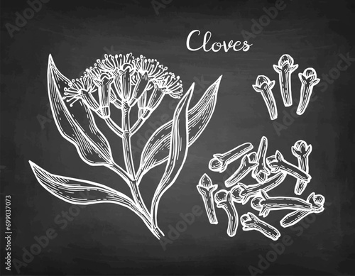 Clove herb chalk sketch.