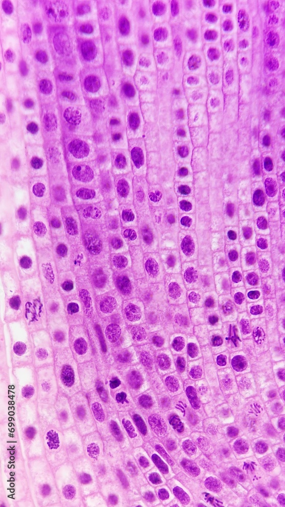 Cell division on Allium sp root. Longitudinal section of monocot root Cell division on Allium sp root. Longitudinal section of monocot root