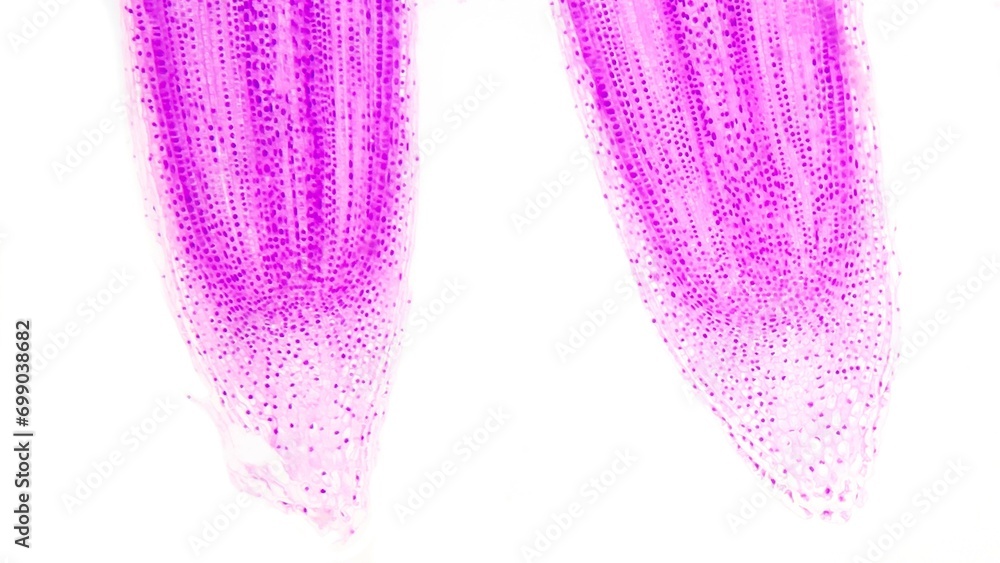 Longitudinal section of Allium sp root. Monocot root longitudinal section Longitudinal section of Allium sp root. Monocot root longitudinal section
