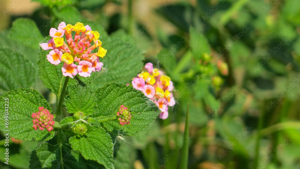Yellow pinky lantana flowers are blooming in the garden, selective focus Yellow pinky lantana flowers are blooming in the garden, selective focus