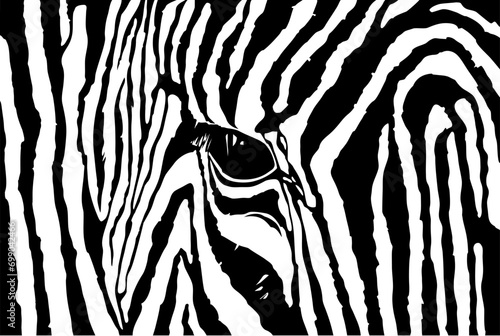 Graphical set of zebra isolated on white background, jumping striped African Zebra, hand-drawn
