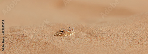 Toad-headed agama Phrynocephalus mystaceus, burrows into the sand in its natural environment. A living dragon of the desert Close up. incredible desert lizard photo