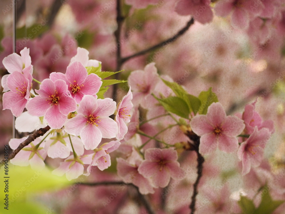 春の花　桜　結桜