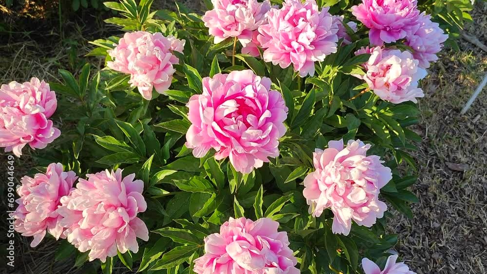 Large big peony flower with large petals of pink crimson red color with white border and green leaves close-up. Beautiful blossoming of beautiful Peony flower. Beautiful flower peony blossom in spring Large big peony flower with large petals of pink crimson red color with white border and green leaves close-up. Beautiful blossoming of beautiful Peony flower. Beautiful flower peony blossom in spring