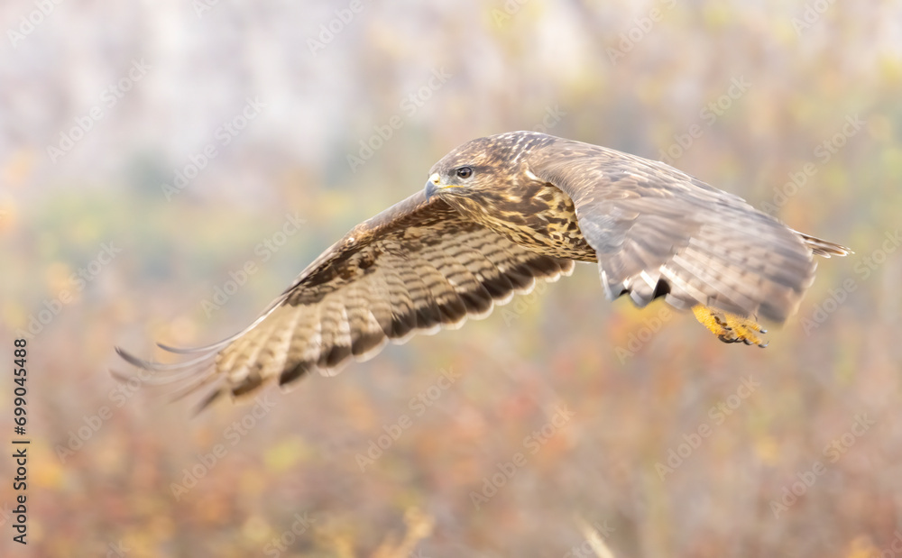 Fototapeta premium Common Buzzard in autumn mountain
