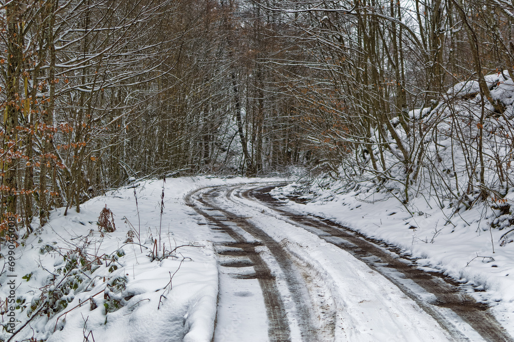 Natural forest landscape covered with snow during cold winter day.