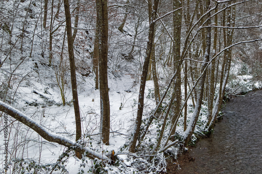 Natural forest landscape covered with snow during cold winter day.