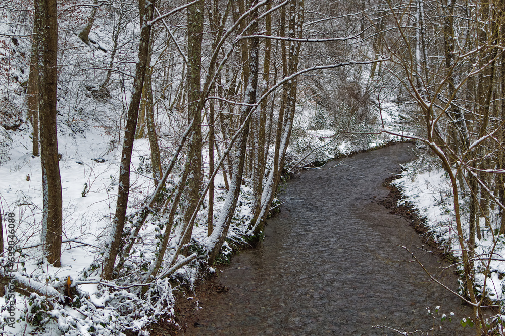 Natural forest landscape covered with snow during cold winter day.