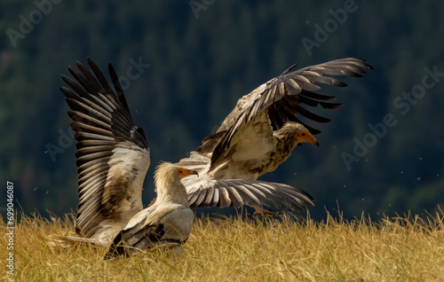 Egyptian vulture in natural habitat in Bulgaria © georgigerdzhikov