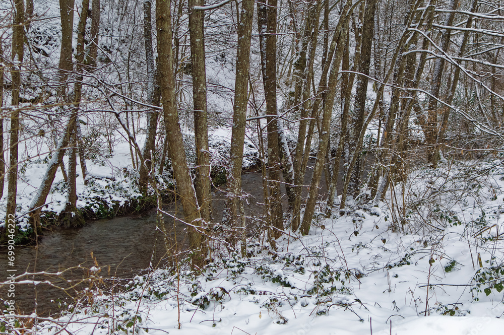 Natural forest landscape covered with snow during cold winter day.