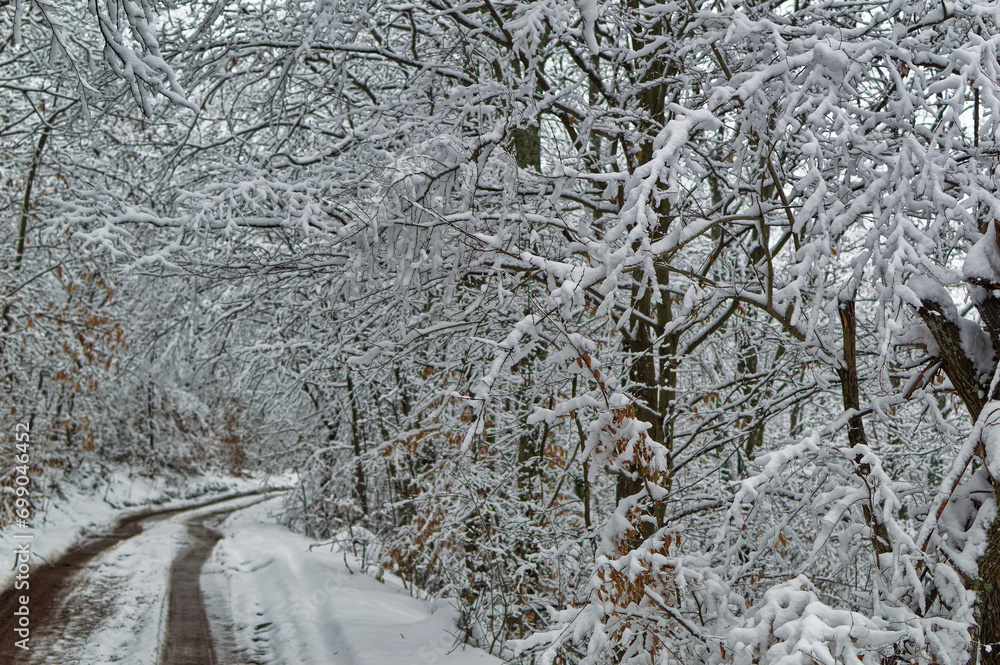 Natural forest landscape covered with snow during cold winter day.