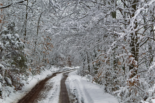 Obraz na płótnie Natural forest landscape covered with snow during cold winter day. w salonie