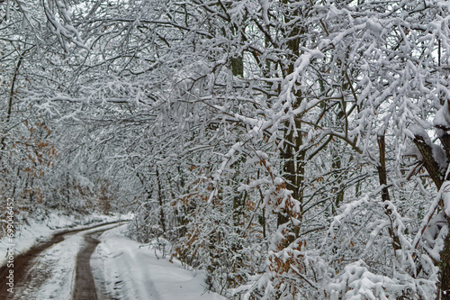 Obraz na płótnie Natural forest landscape covered with snow during cold winter day. w salonie