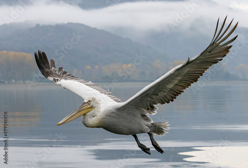 Dalmatian Pelican of Kerkini Lake