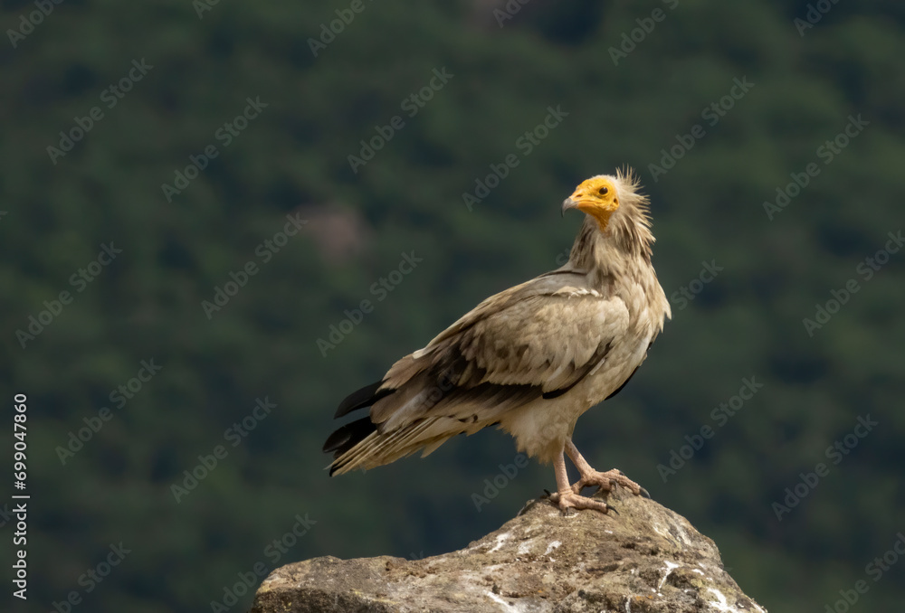 Egyptian vulture in natural habitat in Bulgaria Egyptian vulture in natural habitat in Bulgaria