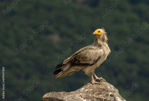 Egyptian vulture in natural habitat in Bulgaria