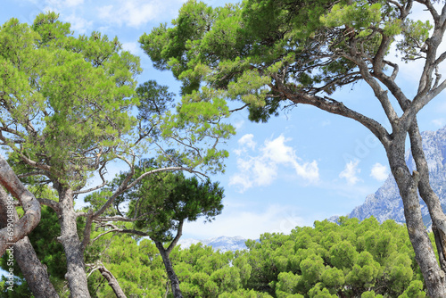 Tall tree in clear sunny day. Coniferous tree. Tree with blue sky. Mediterranean flora  evergreen coniferous tree. Nature in summer. Green maritime pine against the background of mountains