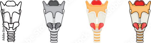 human anatomy. Spine icon with 4 different styles.