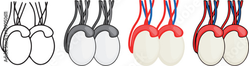 human anatomy. Testicles icon with 4 different styles. photo