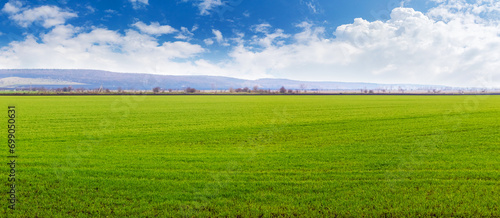 Field with green grass and blue sky with white clouds