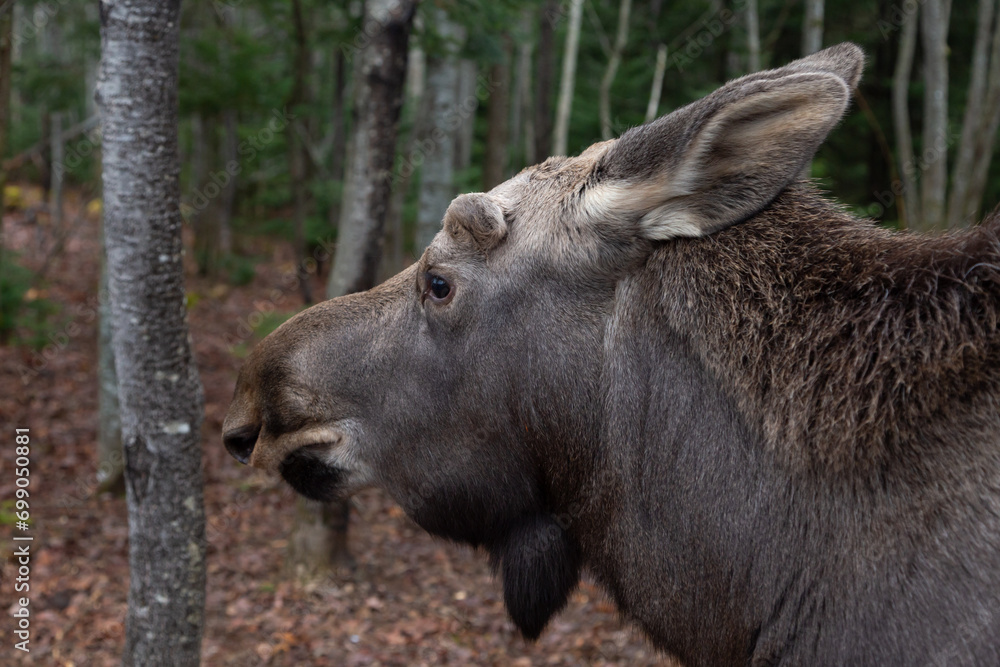 Closeup of baby moose standing in profile in forest, Beauce region, Quebec, Canada