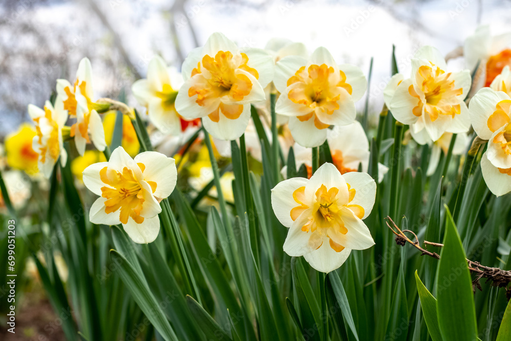 White daffodils on a flowerbed in the garden White daffodils on a flowerbed in the garden