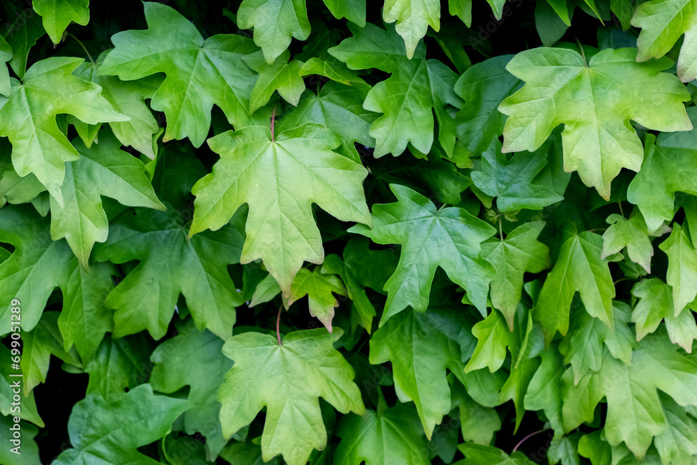 Spring background of fresh green maple leaves, pattern Spring background of fresh green maple leaves, pattern