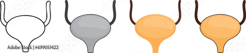 human human anatomy. icon with 4 different styles.. Urinary icon with 4 different styles.