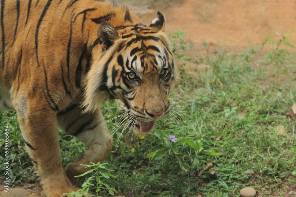 Sumatran tiger walking while looking at the camera Sumatran tiger walking while looking at the camera