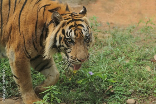 Sumatran tiger walking while looking at the camera