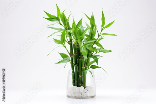 Wallpaper Mural Very beautiful New year Lucky Bamboo in a vase on the table, white background Torontodigital.ca
