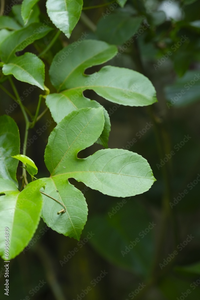 Passion fruit leaves growth in the garden. Passion fruit leaves growth in the garden.