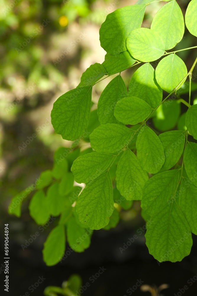 Moringa oleifera in the garden. Healthy vegetables and super food. Daun kelor Moringa oleifera in the garden. Healthy vegetables and super food. Daun kelor