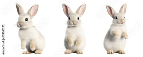 Group of rabbit multi pose, isolated on transparent of white background