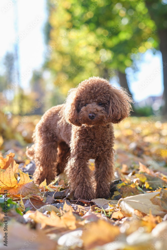 Red-brown toy poodle dog. Toy poodle puppy on a walk in the autumn park